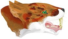 Machaeroides reconstruction.jpg