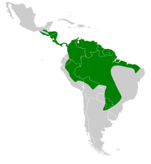 Noctilio albiventris map.svg