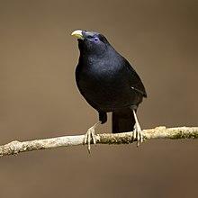 Satin Bowerbird 1 - Brunkerville.jpg