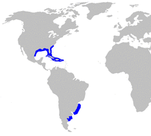 Squalus cubensis distmap.png