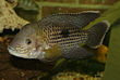 Andinoacara rivulatus - 20061112.jpg