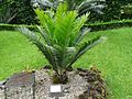 Encephalartos aplanatus furnas 2015.jpg