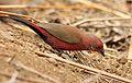 Jameson's Firefinch (Lagonosticta rhodopareia).jpg
