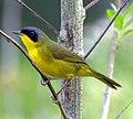 Southern Yellowthroat (Geothlypis velata).jpg