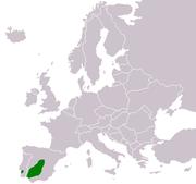 Aquila adalberti distr.PNG
