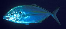 Pseudocaranx dentex (White trevally).jpg