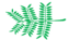 Leaf morphology bipinnate.png