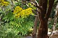 Delonix floribunda (12069188293).jpg