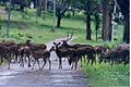 Herd of Chital deer at entrance to Nagarahole wildlife sanctuary.jpg