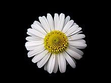 Daisy Gänseblümchen Bellis perennis 01.jpg