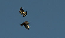 Hook-billed Kites (6057667513).jpg
