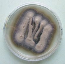Verticillium theobromae culture.jpg