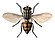 Musca domestica female.jpg