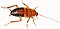 Temnopteryx species Zebra Cockroach (white background).jpg