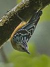 Beautiful Nuthatch - Eaglenest - India (cropped).jpg