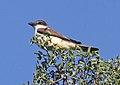 605 - THICK-BILLED KINGBIRD (5-22-2018) tubac, santa cruz co, az -05 (42239690802).jpg