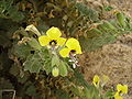Hyoscyamus aureus flower a RJP.jpg