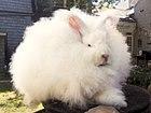 Joey Giant Angora Buck-rebalanced.jpg