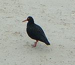 African Black Oystercatcher, (Haematopus moquini) standing on the sand.jpg