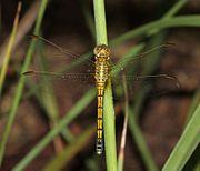 Orthetrum abbotti 008649-1.jpg