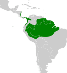 Jacamerops aureus map.svg
