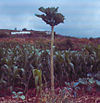 Tree cabbage.jpg