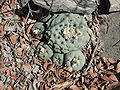 Lophophoradiffusa1.jpg