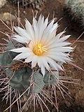 Thelocactus hexaedrophorus kz01.jpg