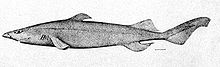 Centroscyllium fabricii.jpg