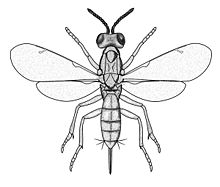Eupelmus urozonus g1.jpg