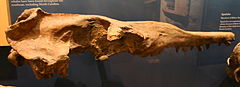 Zygorhiza kochii skull