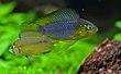 Apistogramma borellii.jpg