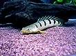 Polypterus delhezi 2.jpg