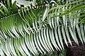 Ceratozamia robusta 6zz.jpg