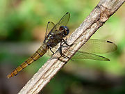 Orthetrum pruinosum female by kadavoor.jpg