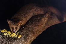 Brown Greater Galago.jpg