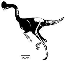 Chirostenotes skeletal.jpg