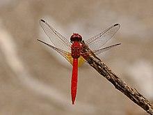 Diplacodes haematodes 6503.jpg