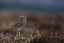 Greatsnipe 1000.jpg
