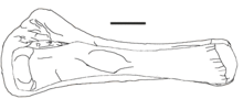 Laplatasaurus Tibia-Fibula.png