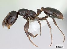 Monomorium minimum casent0173040 profile 1.jpg