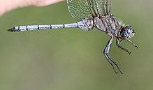Orthetrum monardi 2017 11 28 7618.jpg