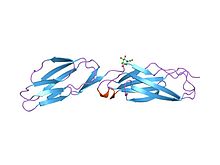 PDB 1iam EBI.jpg