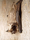 Vespertilio murinus 2.jpg