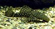 Bristlenose Catfish 700.jpg