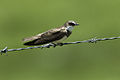 Banded Martin - Natal - South Africa S4E6413 (16792206620).jpg