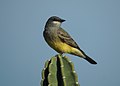 Cassin's Kingbird (23786487119).jpg