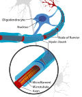 A neuron of the CNS, myelinated by an oligodendrocyte