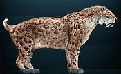 Smilodon fatalis Sergiodlarosa.jpg