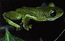 Bonn zoological bulletin - Hyperolius occidentalis.jpg